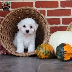 Buster, Bichon Frise Puppy